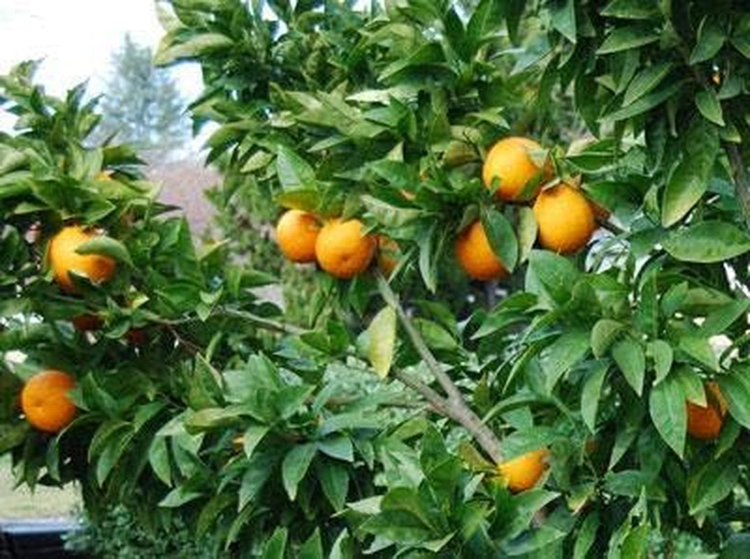 - Blood Orange Tree, 3-4 Ft, Live Trees, No Shipping to AAL, AZ, CA, FL, GA, LA, OR, TX, MS