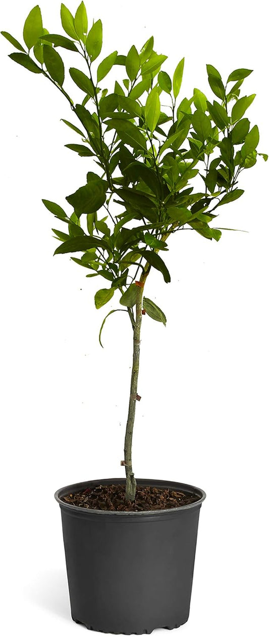 - Blood Orange Tree, 3-4 Ft, Live Trees, No Shipping to AAL, AZ, CA, FL, GA, LA, OR, TX, MS